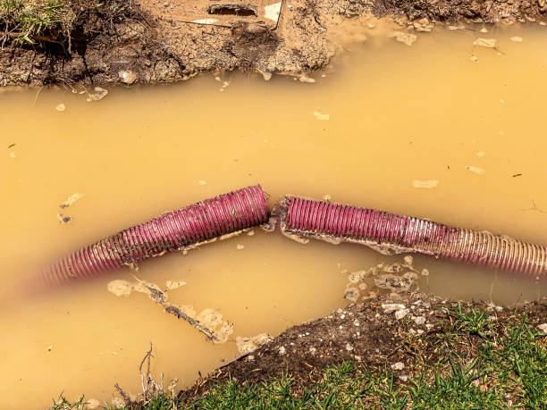 Best Professional water damage repair  in Tylertown, MS
